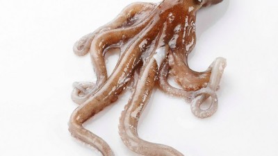 선동낙지 맛집탐험: 싱싱함과 가격, 모두 잡는 나만의 팁!